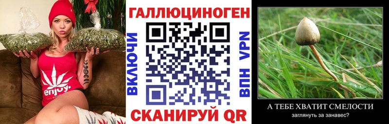 Псилоцибиновые грибы Cubensis  Алапаевск 
